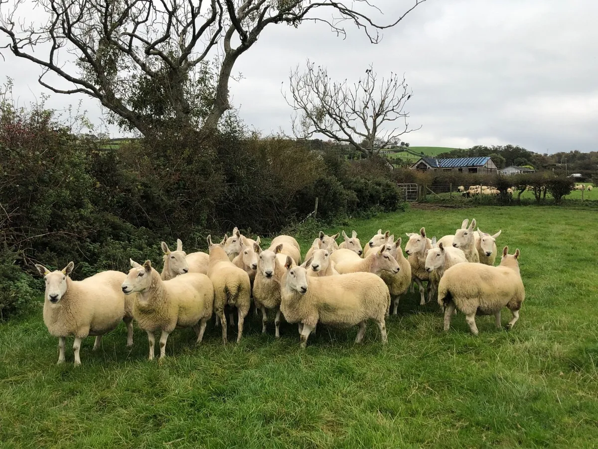 Cast Ewes -Scoth Halfbred - Image 3