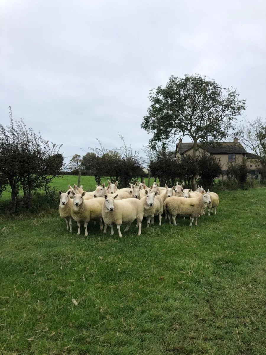 Cast Ewes -Scoth Halfbred - Image 4