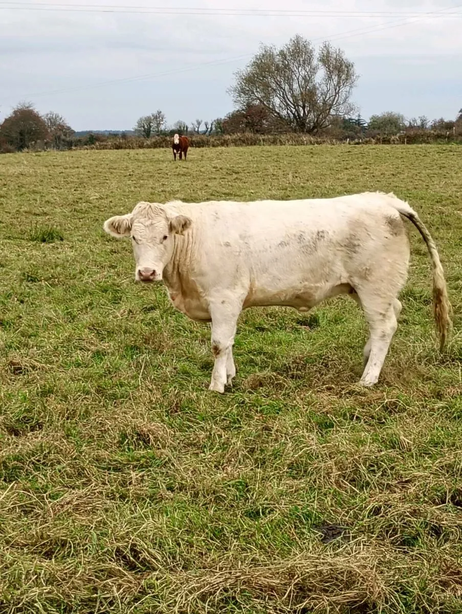 Heifers - Image 3