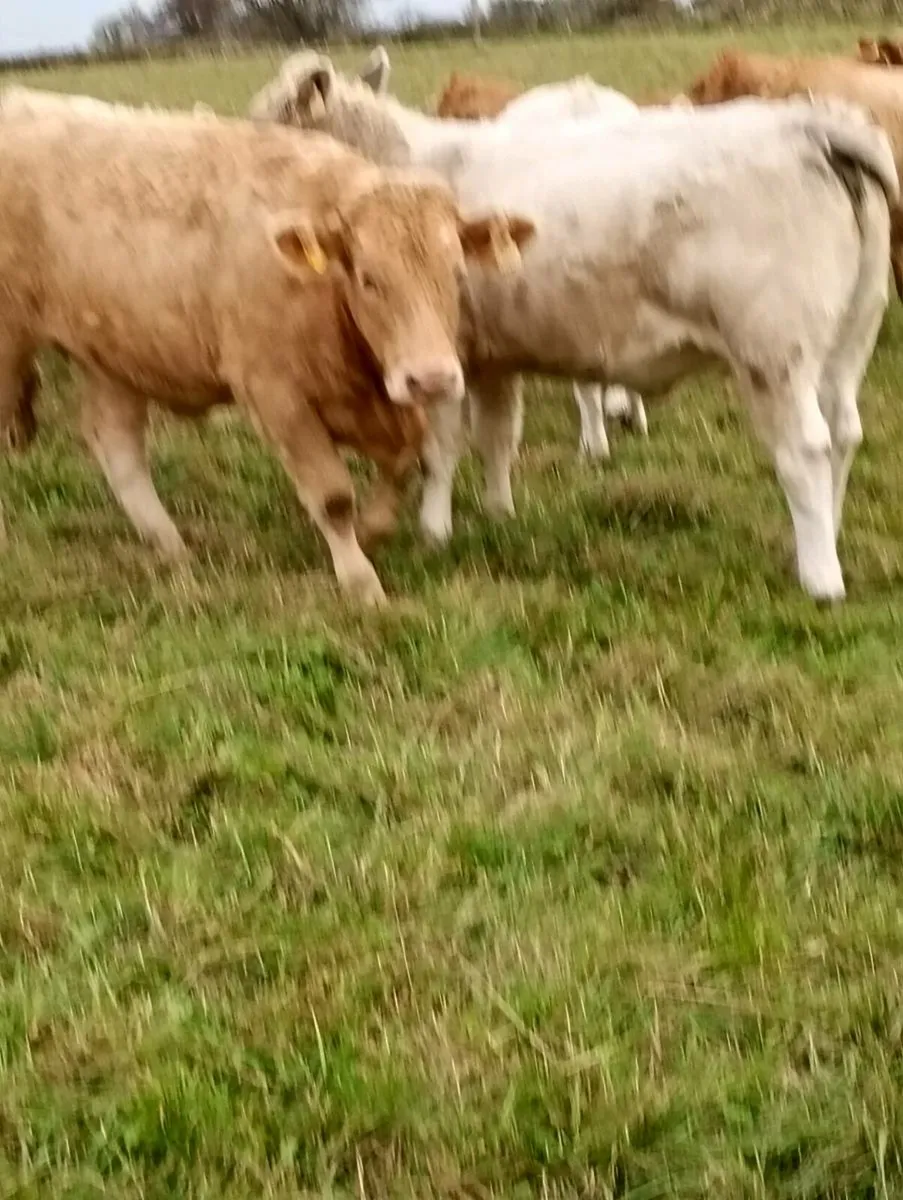 Heifers - Image 4