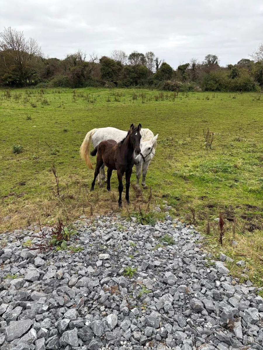 Kms Denver Colt foal - Image 1