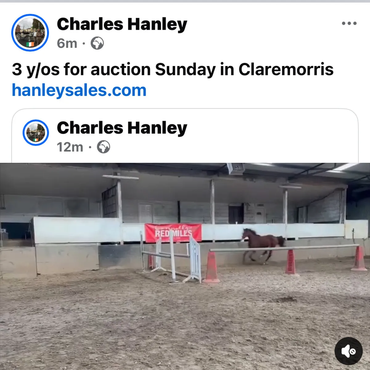 All weather showjumping & sales - Image 2