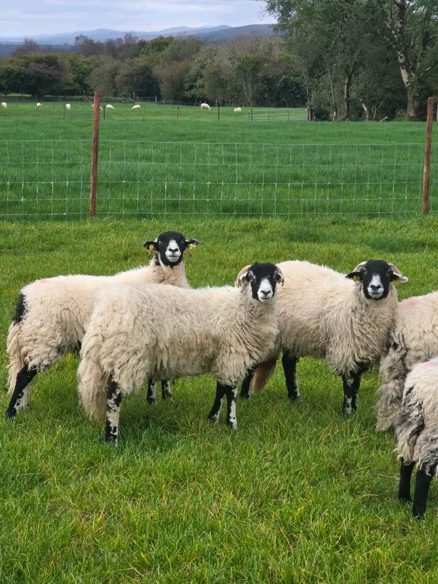 Swaledale Ewe lambs - Image 1