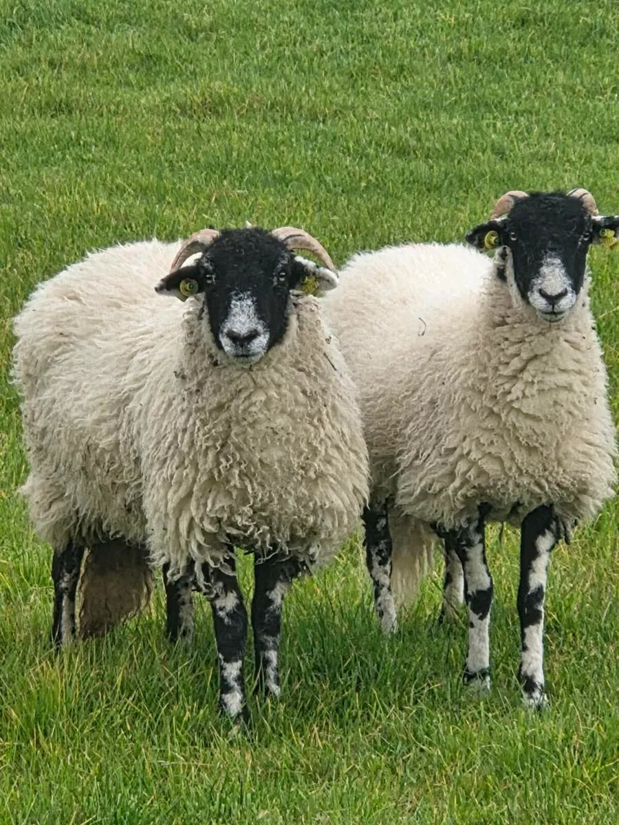 Swaledale Ewe lambs - Image 2