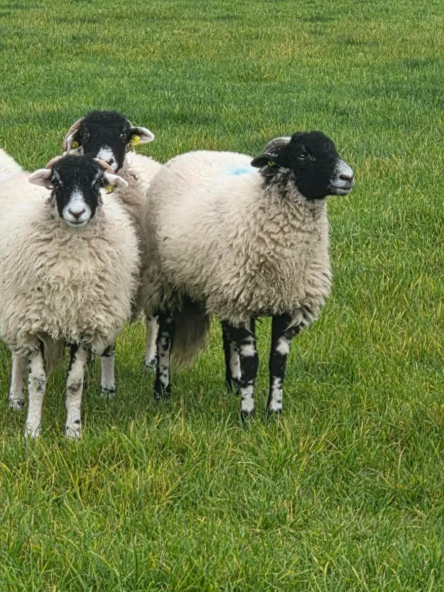 Swaledale Ewe lambs - Image 3