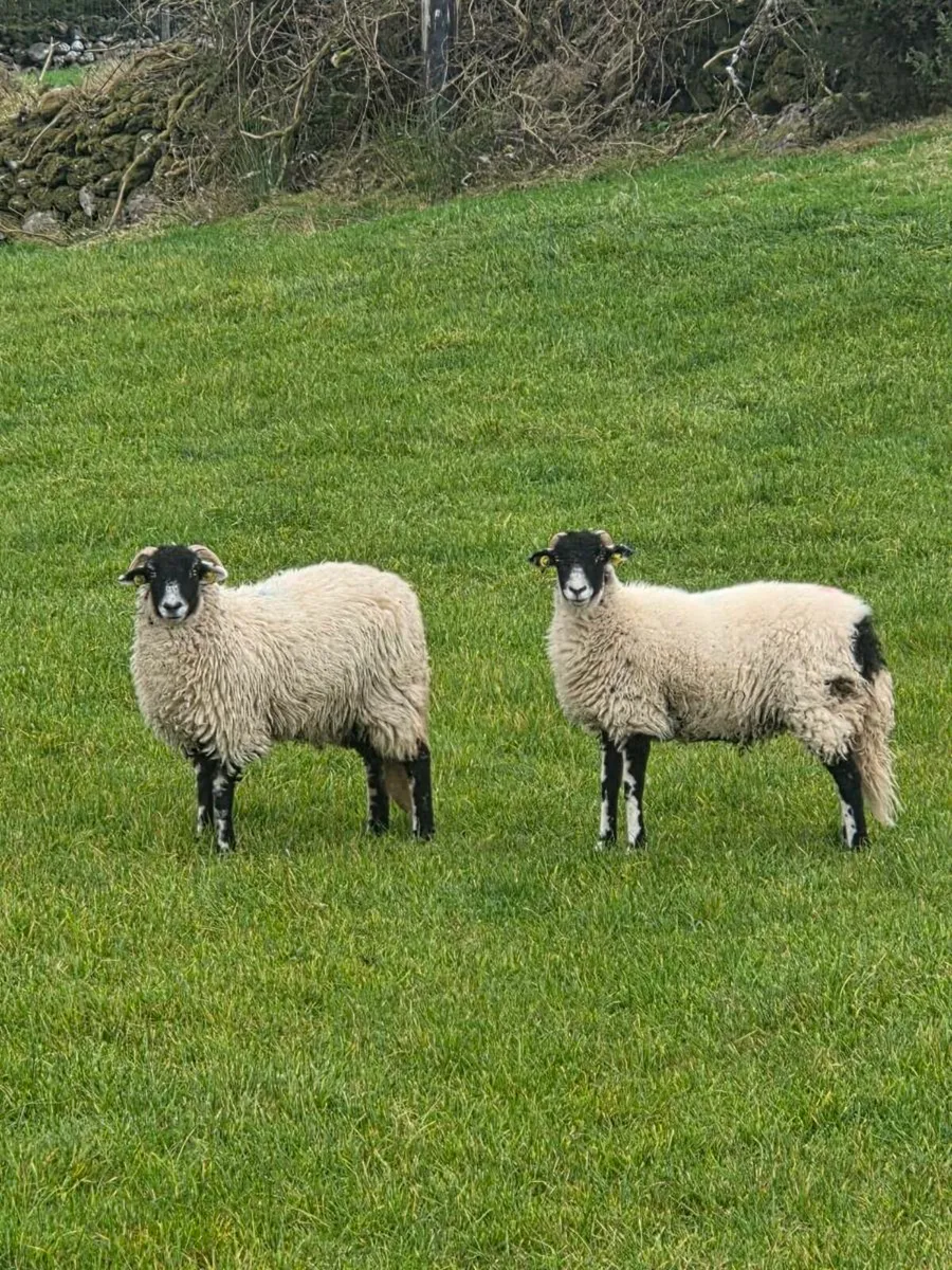 Swaledale Ewe lambs - Image 4