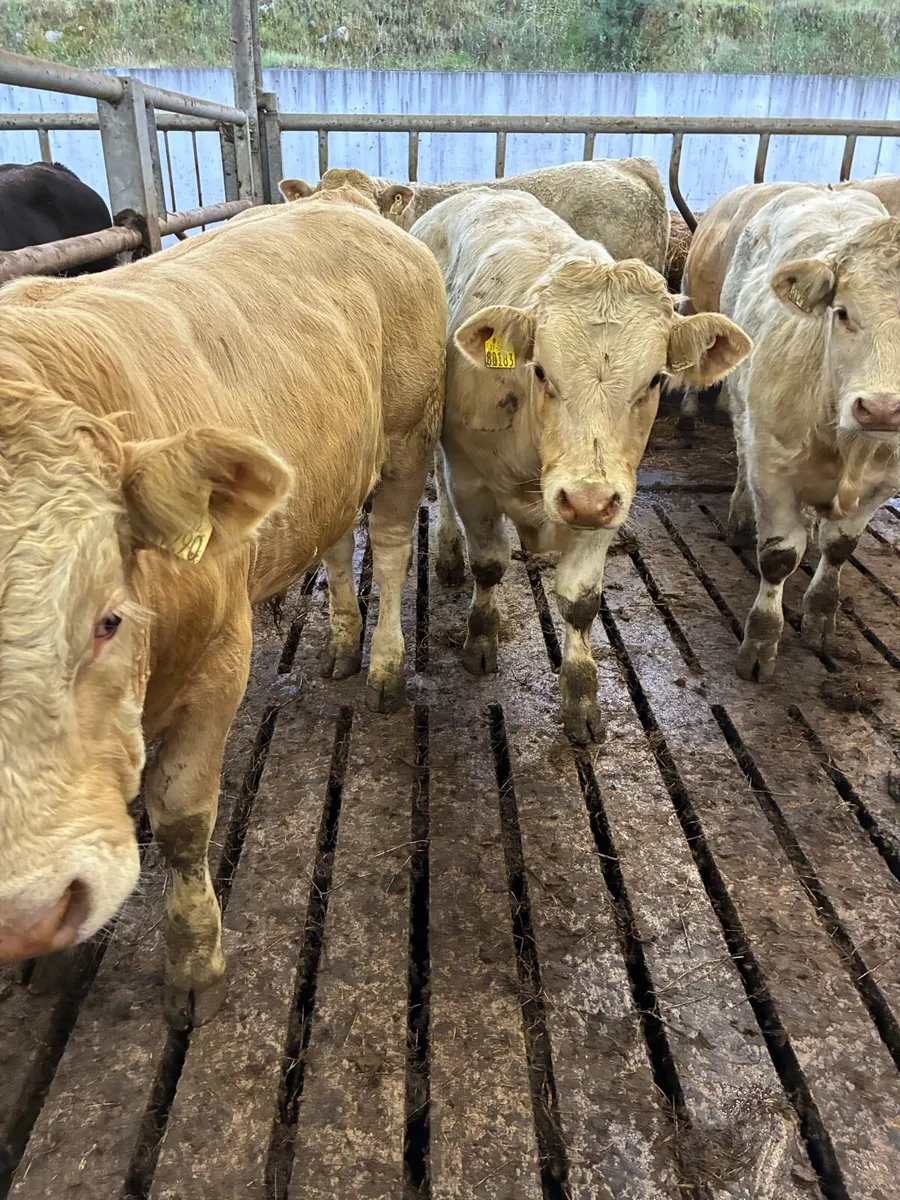SUPER QUALITY CH BULL WEANLINGS 320-350KG - Image 2