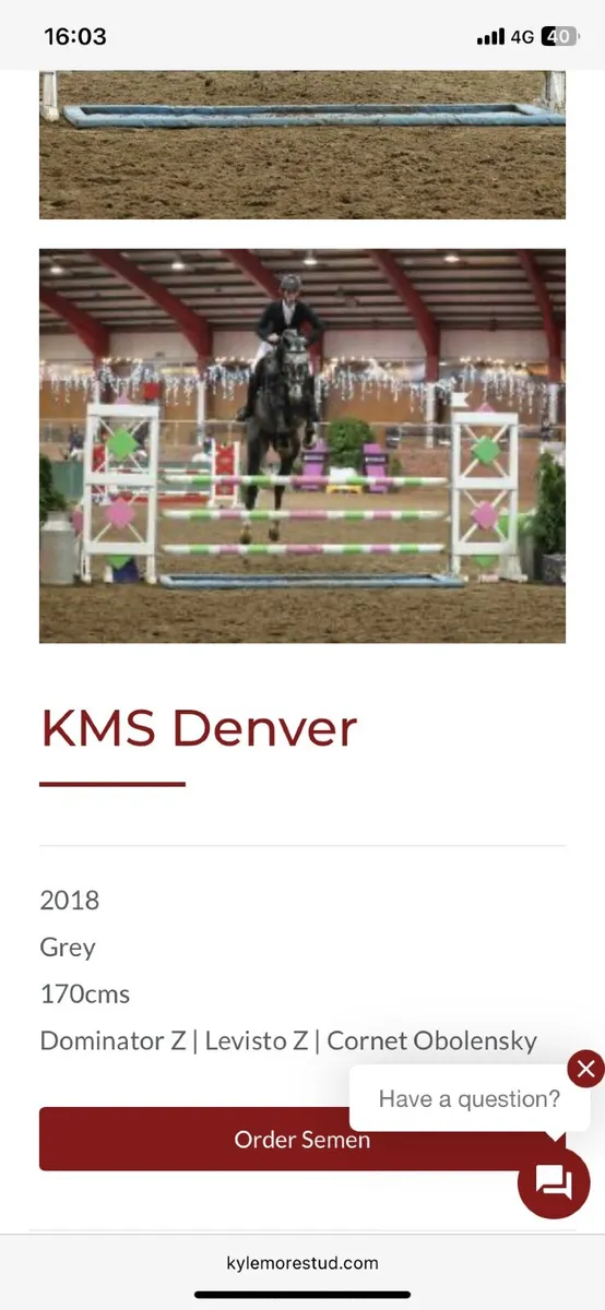 Kms Denver Colt foal - Image 4