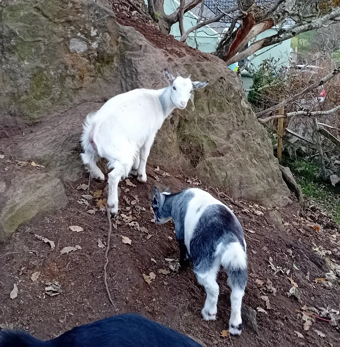 Pigmy cross goat girls 4 months old - Image 2