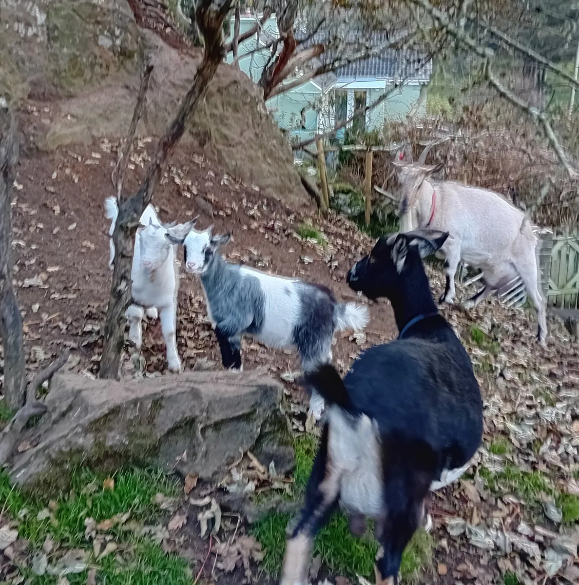 Pigmy cross goat girls 4 months old - Image 1