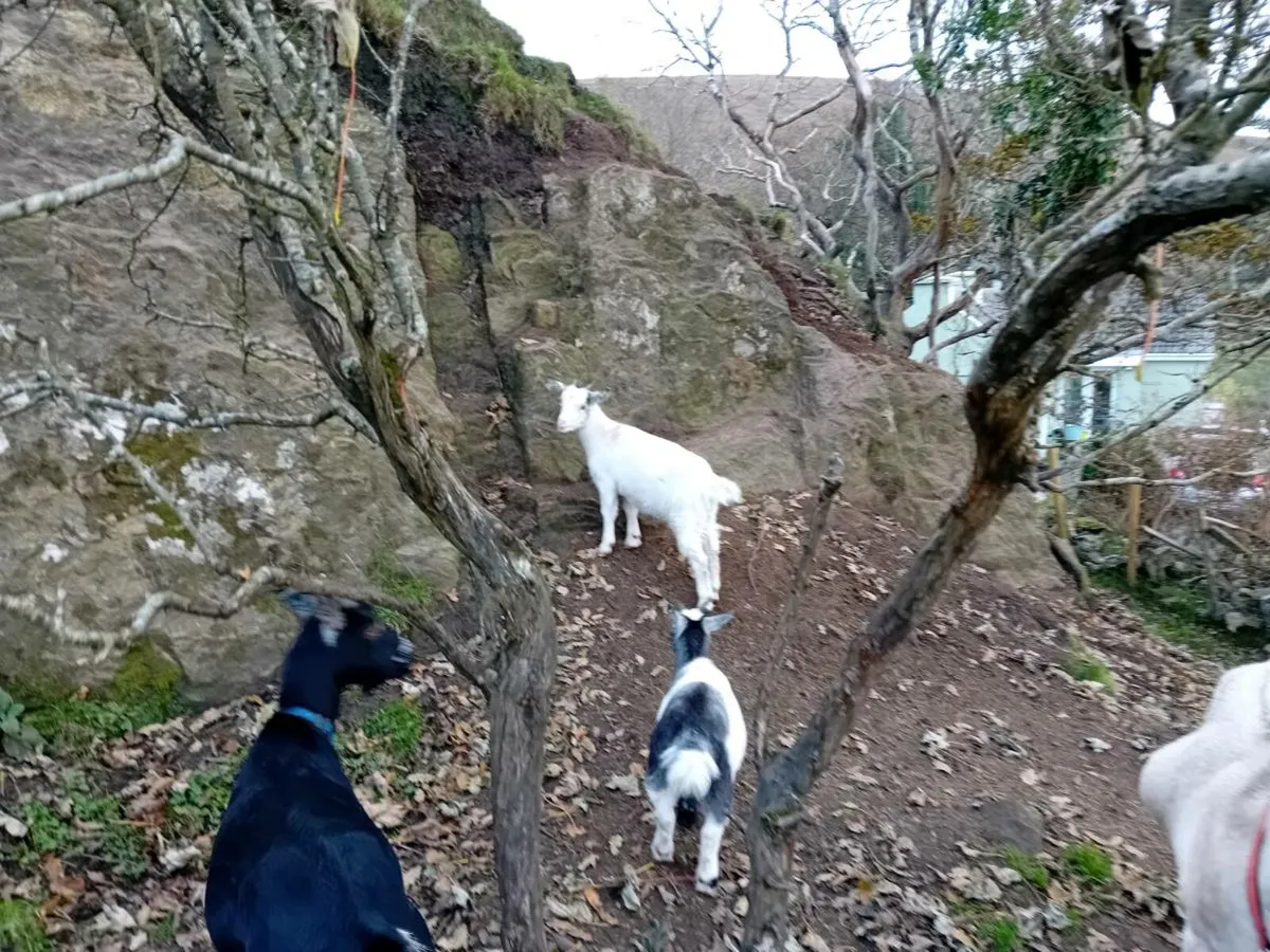 Pigmy cross goat girls 4 months old - Image 3