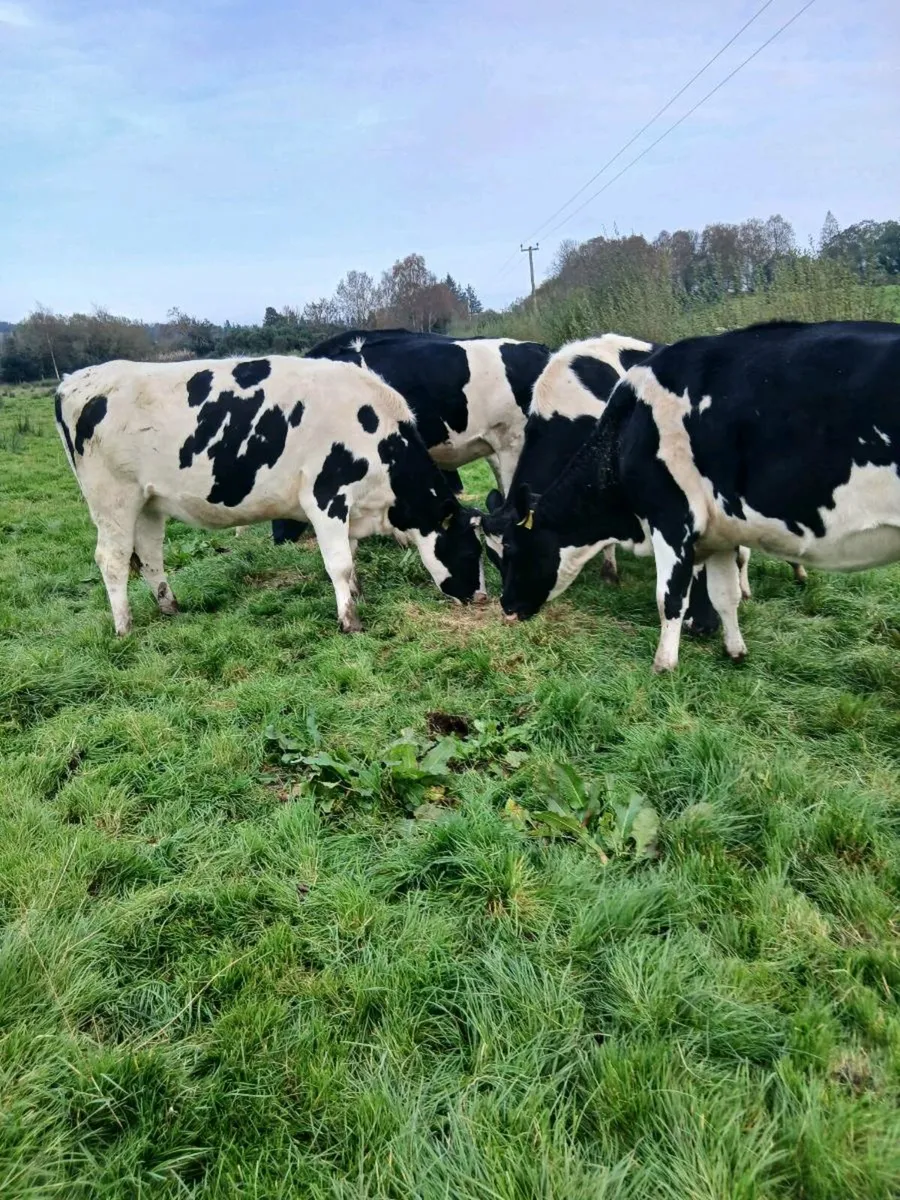 8 incalf friesian heifers - Image 1