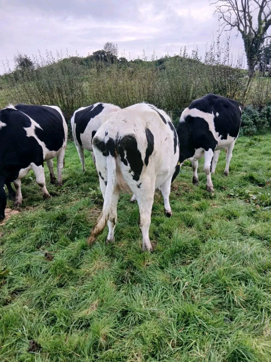 8 incalf friesian heifers - Image 2
