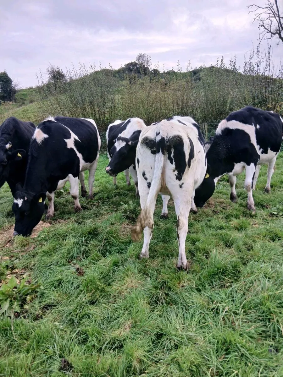 8 incalf friesian heifers - Image 3