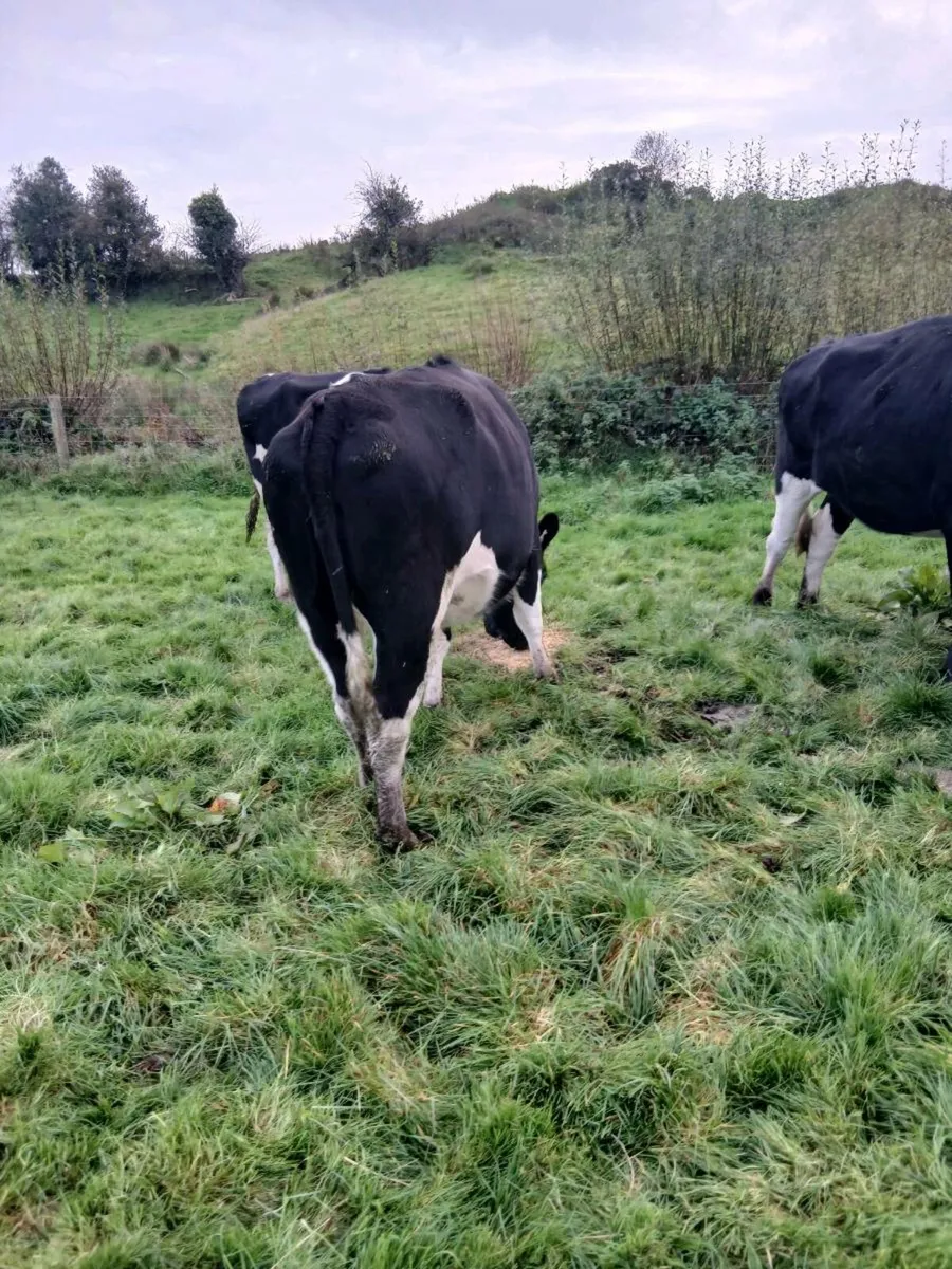 8 incalf friesian heifers - Image 4
