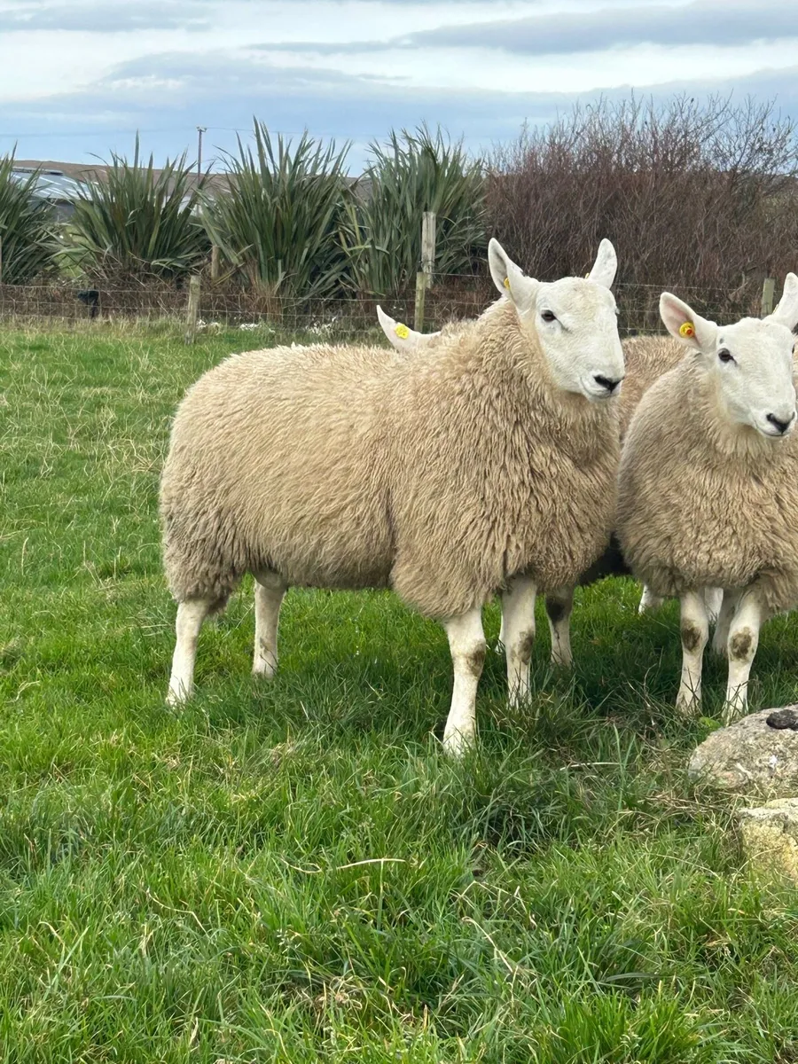 PB CHEVIOT RAM LAMBS - Image 1