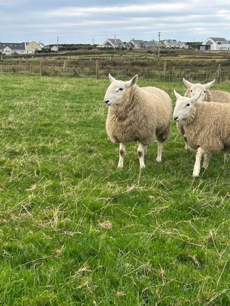 PB CHEVIOT RAM LAMBS - Image 2
