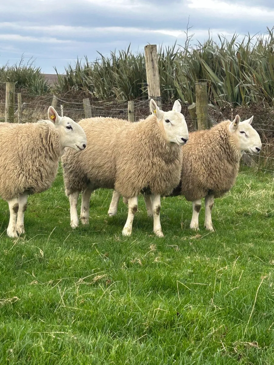 PB CHEVIOT RAM LAMBS - Image 3