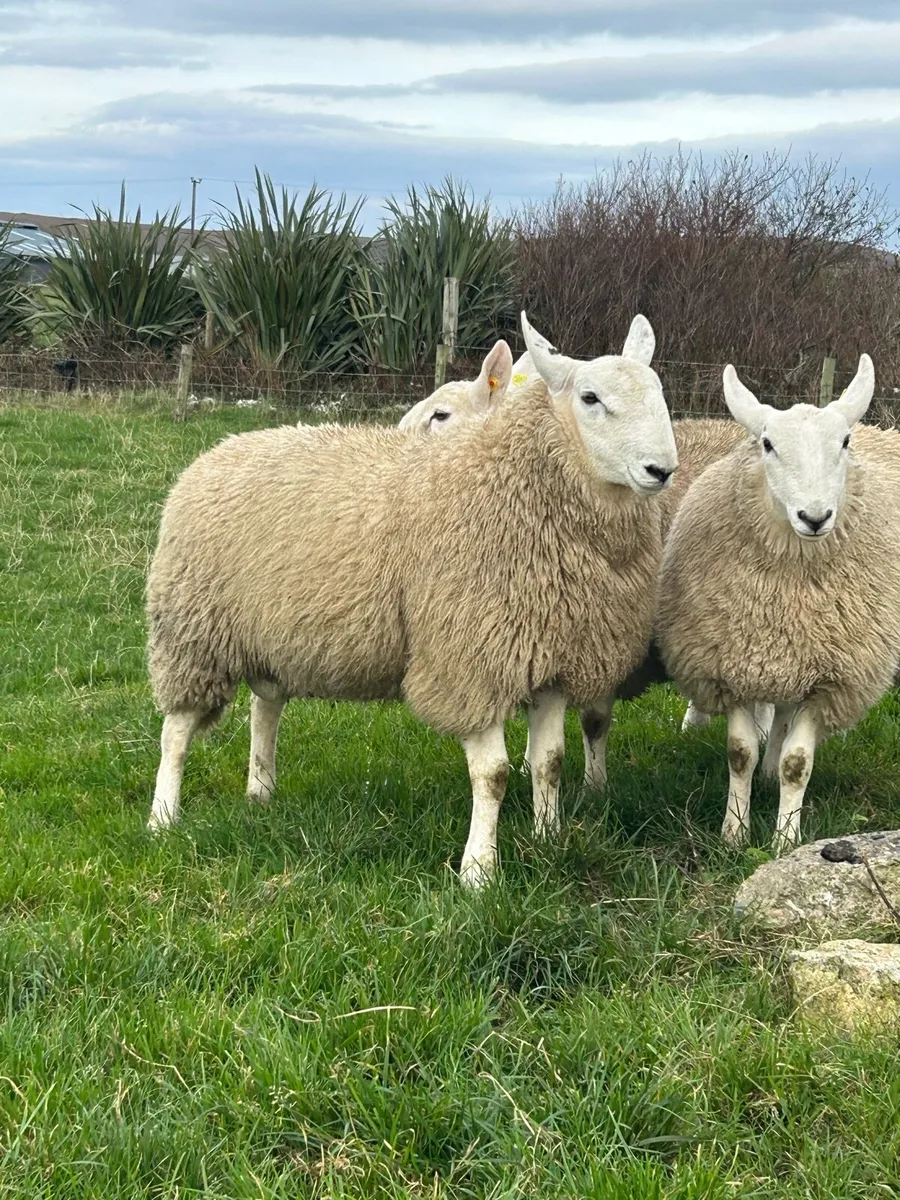 PB CHEVIOT RAM LAMBS - Image 4
