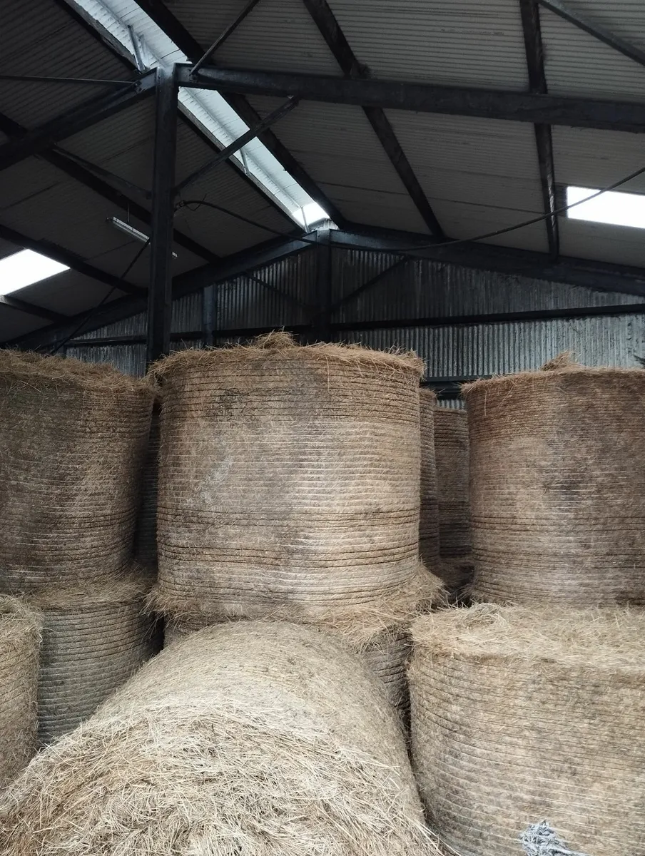 Hay - Image 1