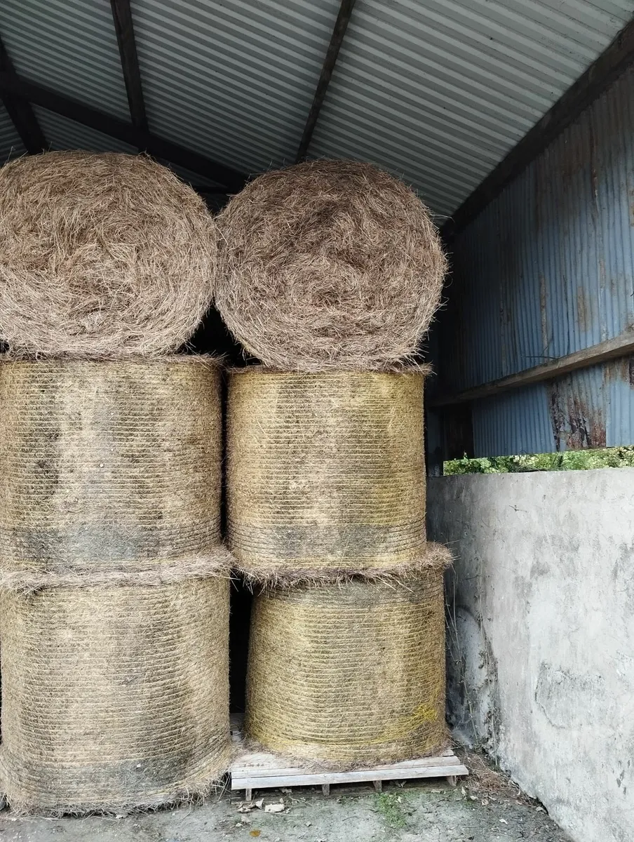 Hay - Image 2
