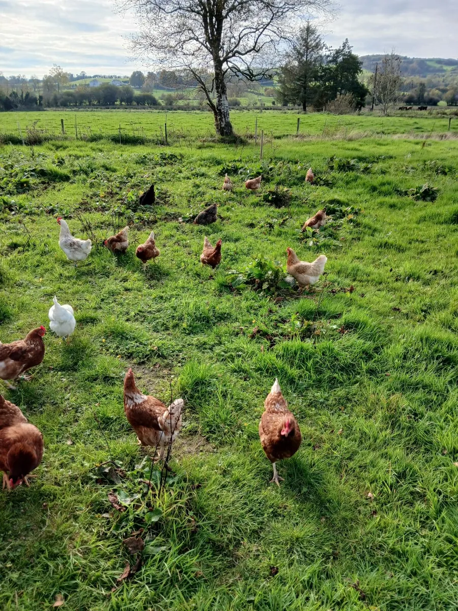 Hens/Roosters/Point of Lay pullets - Image 1