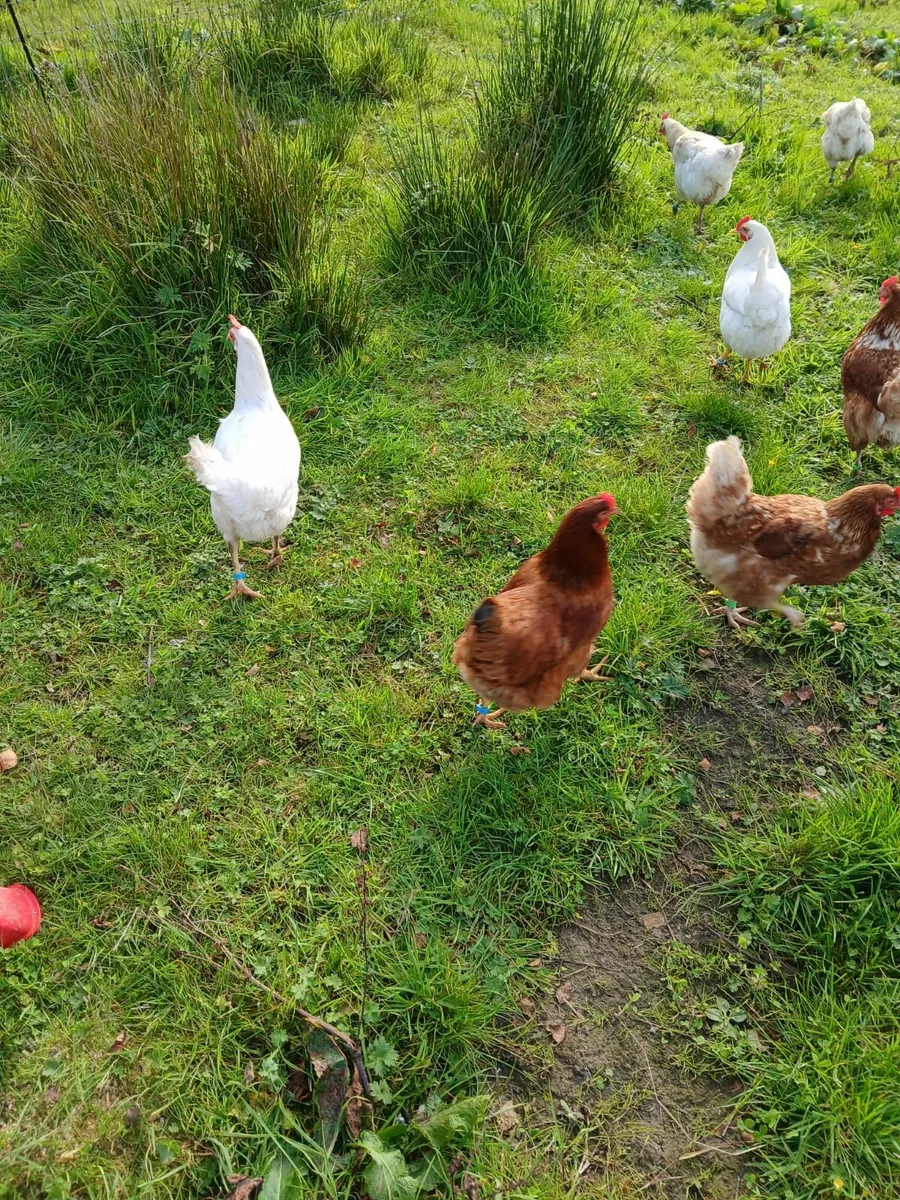 Hens/Roosters/Point of Lay pullets - Image 2