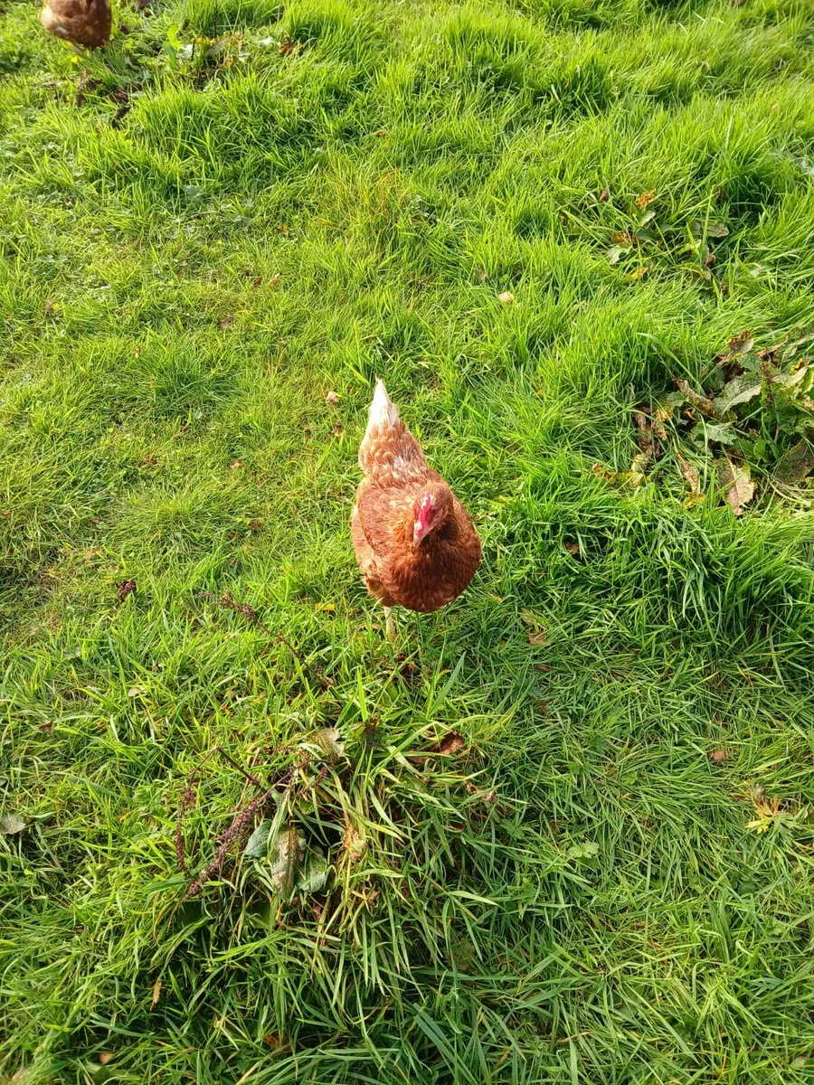 Hens/Roosters/Point of Lay pullets - Image 3