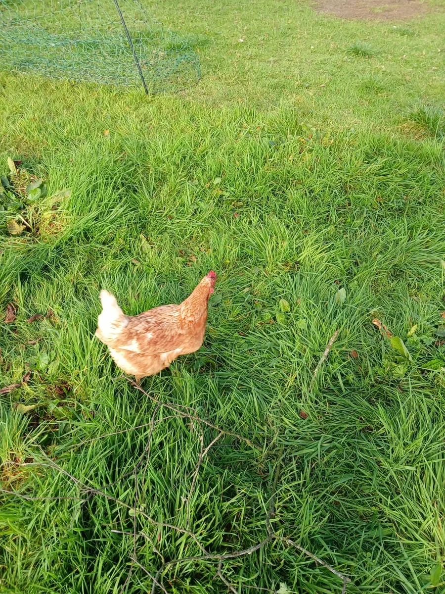 Hens/Roosters/Point of Lay pullets - Image 4