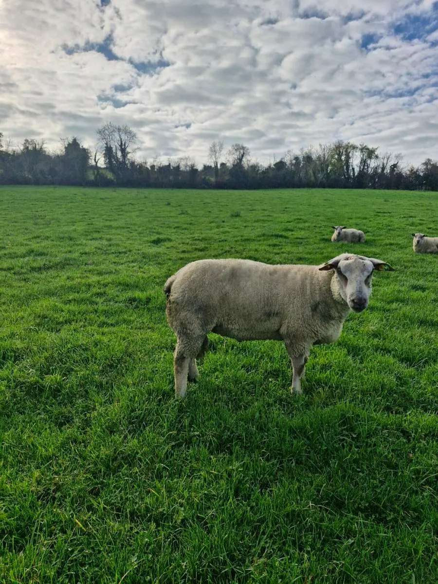 Charollais rams - Image 1