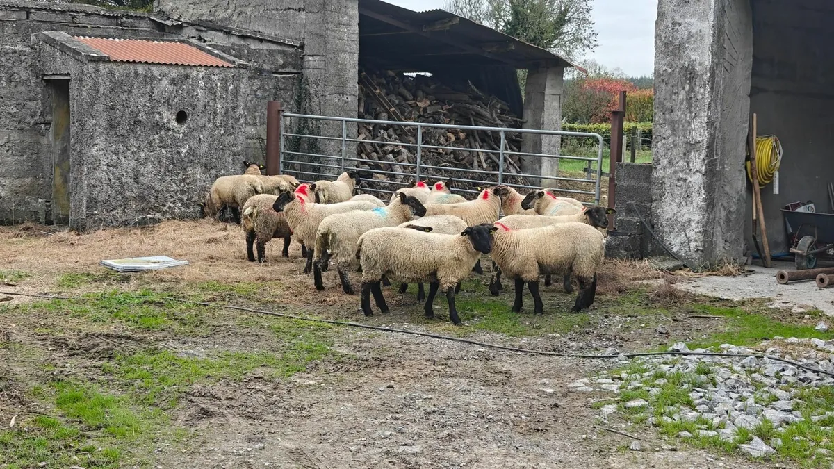 Ewe lambs mountbellew mart saturday - Image 1