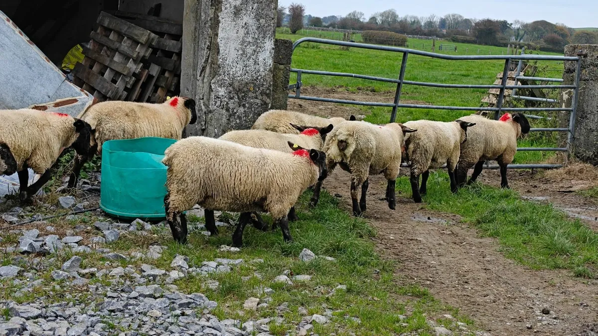 Ewe lambs mountbellew mart saturday - Image 2