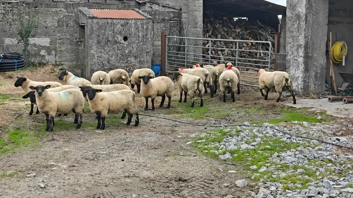Ewe lambs mountbellew mart saturday - Image 3