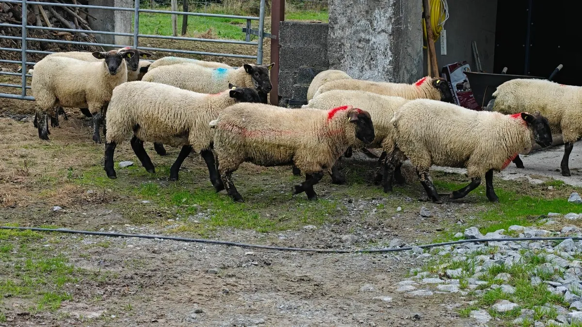 Ewe lambs mountbellew mart saturday - Image 4