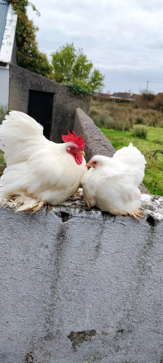 Pekin Bantam pair - Image 1