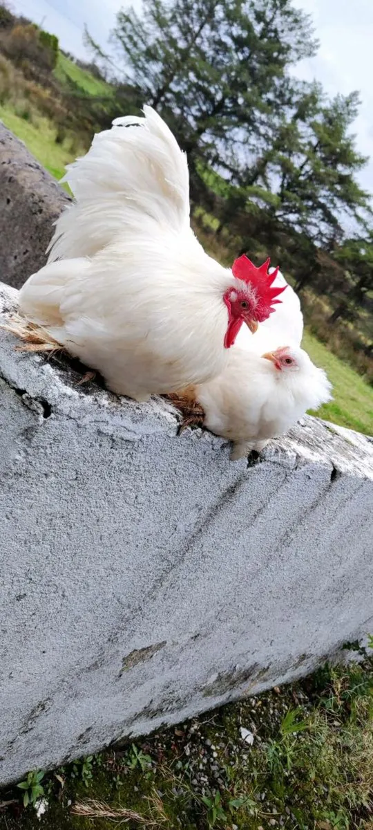 Pekin Bantam pair - Image 2