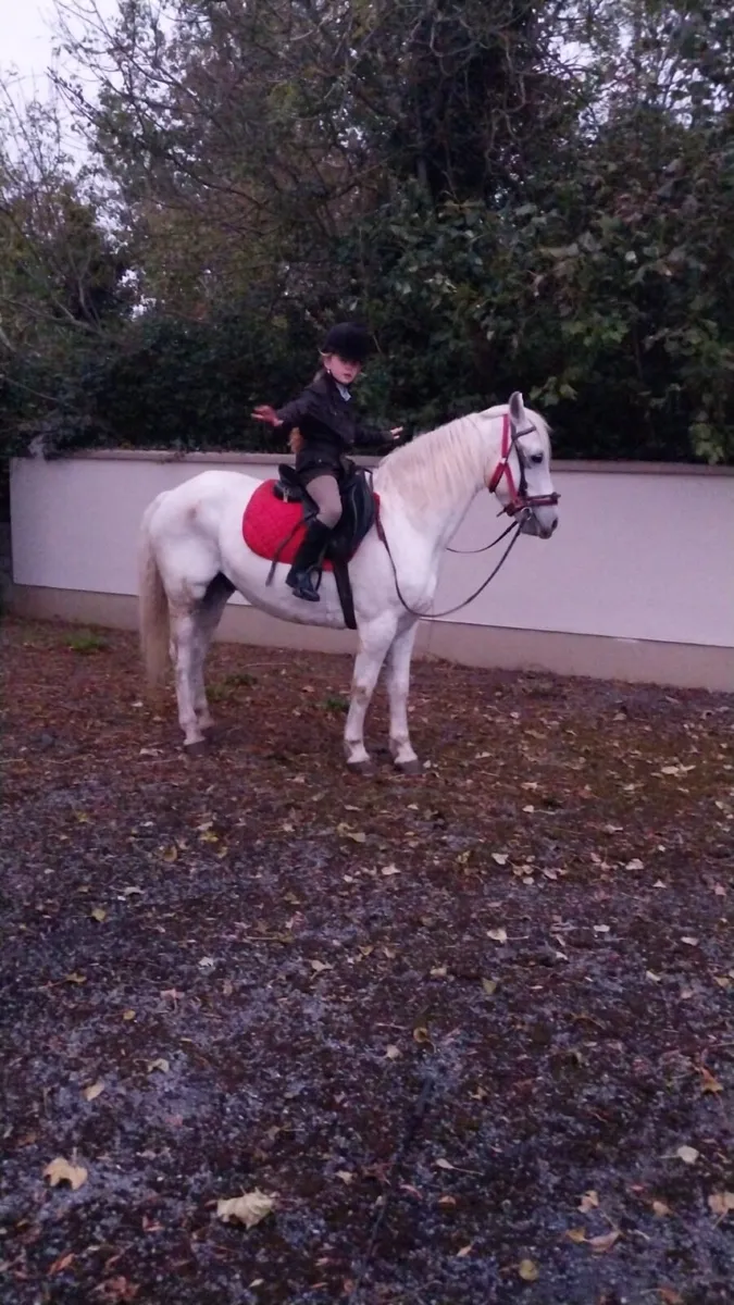 Gelding - Image 1