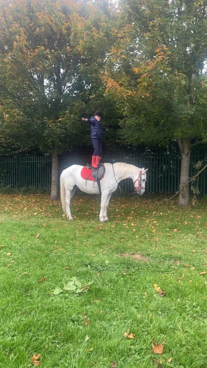 Gelding - Image 3