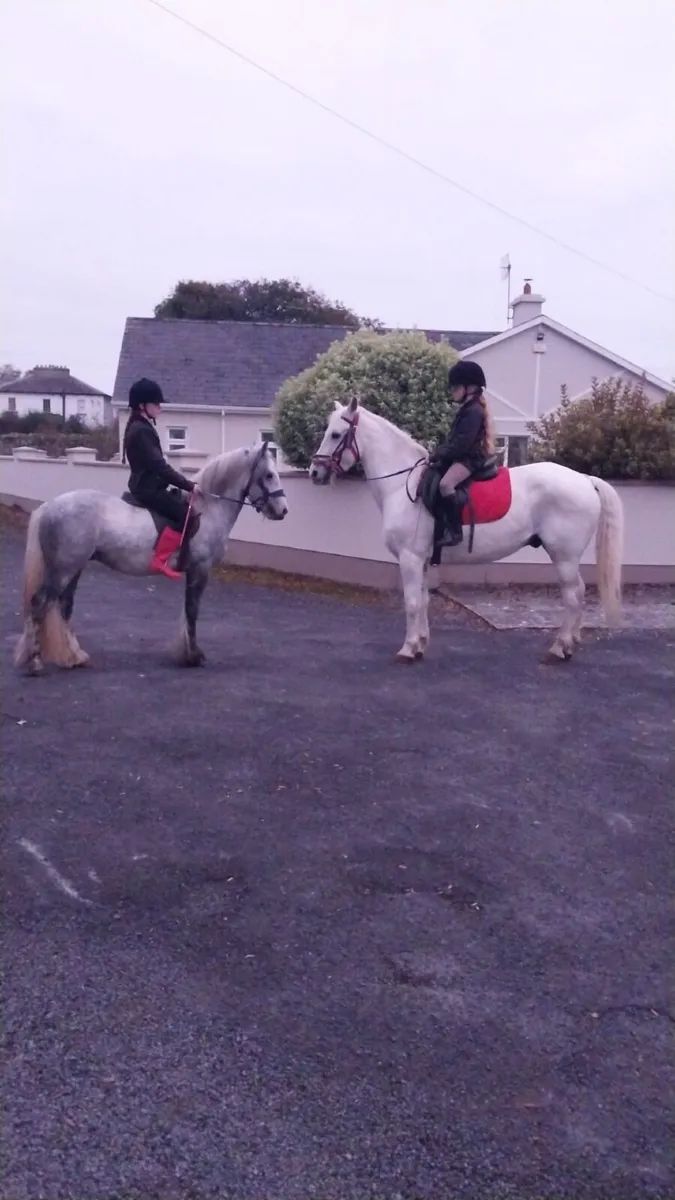 Gelding - Image 4