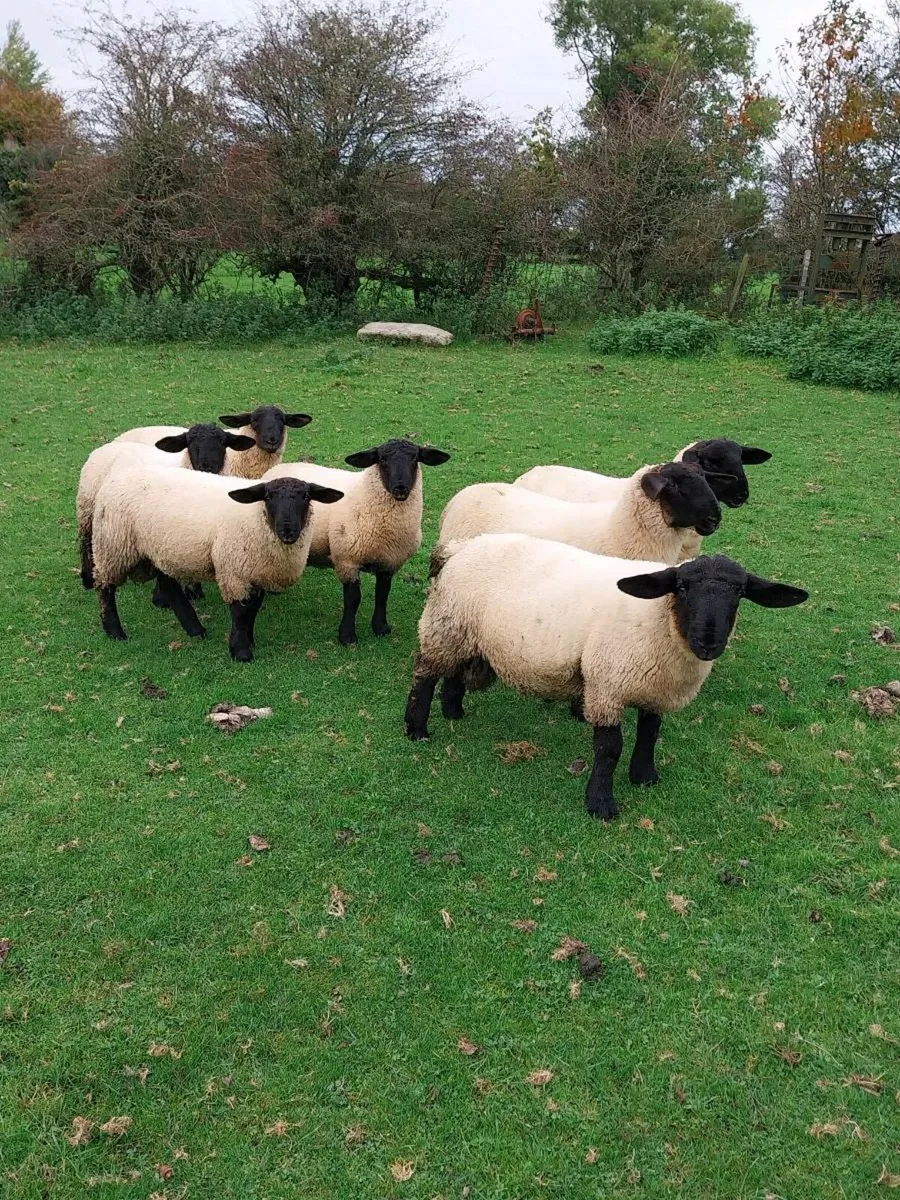 Suffolk ram lambs - Image 1