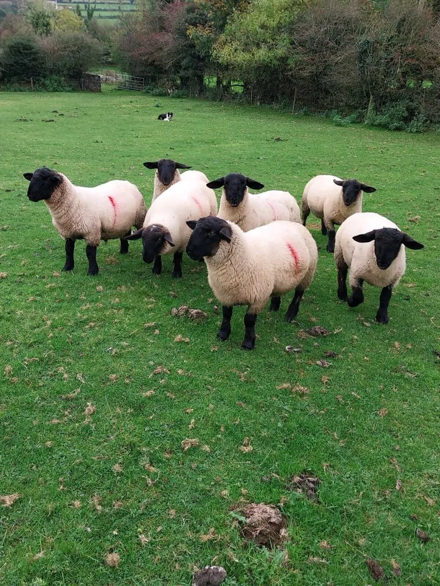 Suffolk ram lambs - Image 2