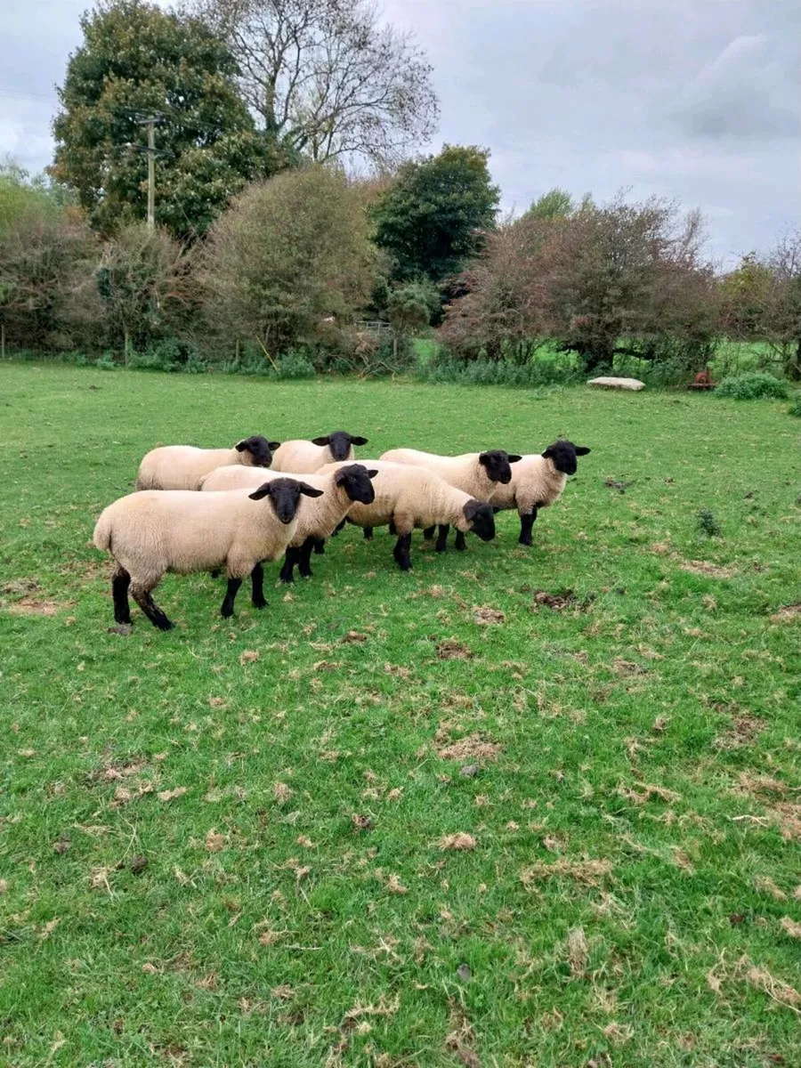 Suffolk ram lambs - Image 3
