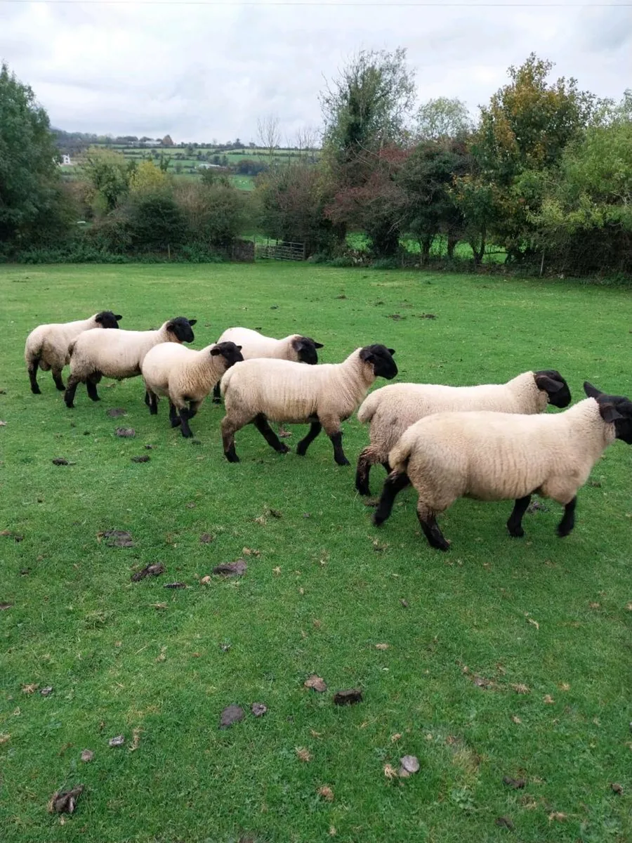Suffolk ram lambs - Image 4