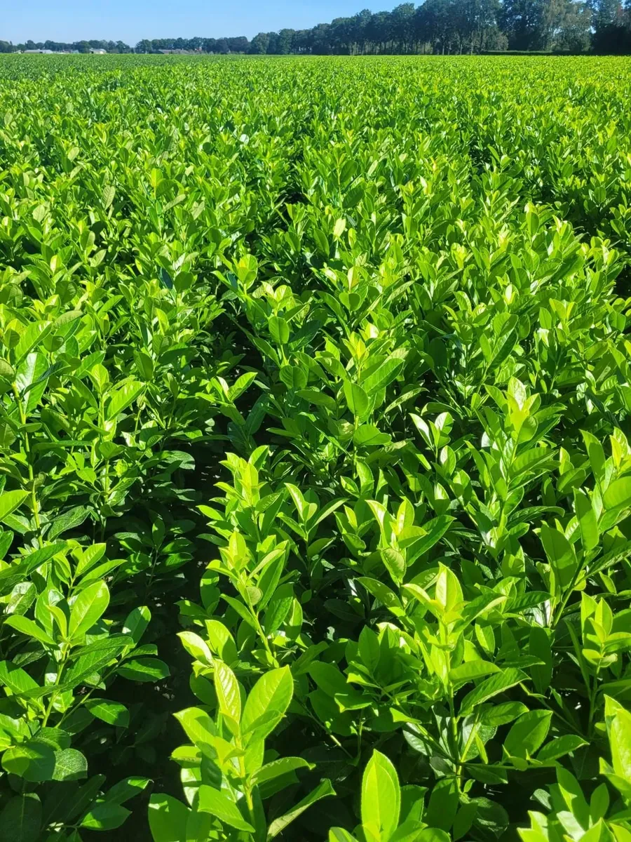 Laurell Hedging for sale🌿 - Image 3