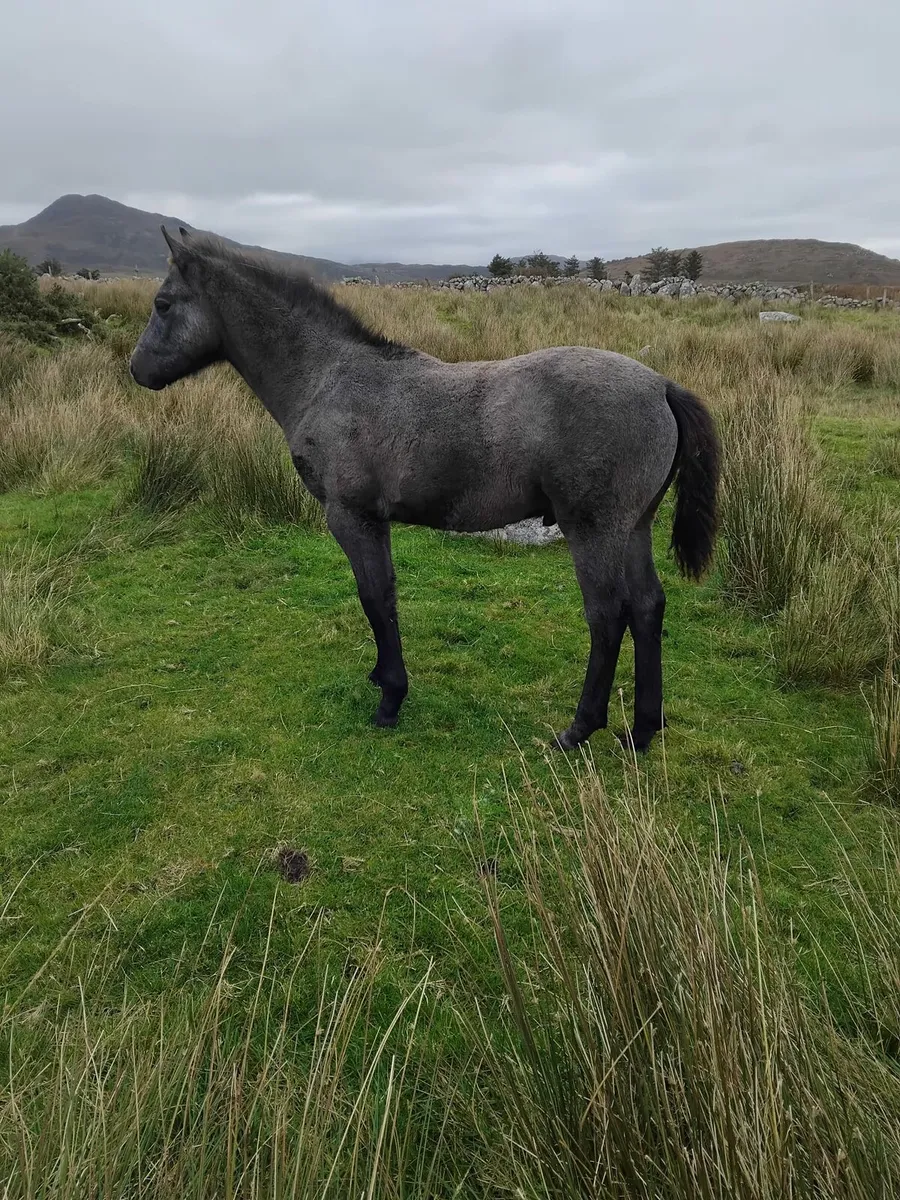 Connemara Colt Foal - Image 1