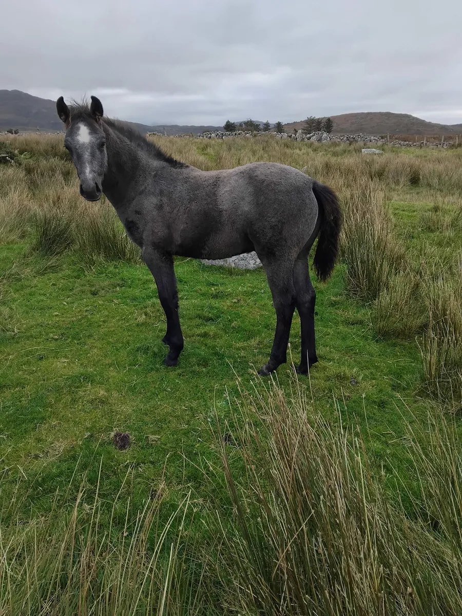 Connemara Colt Foal - Image 3