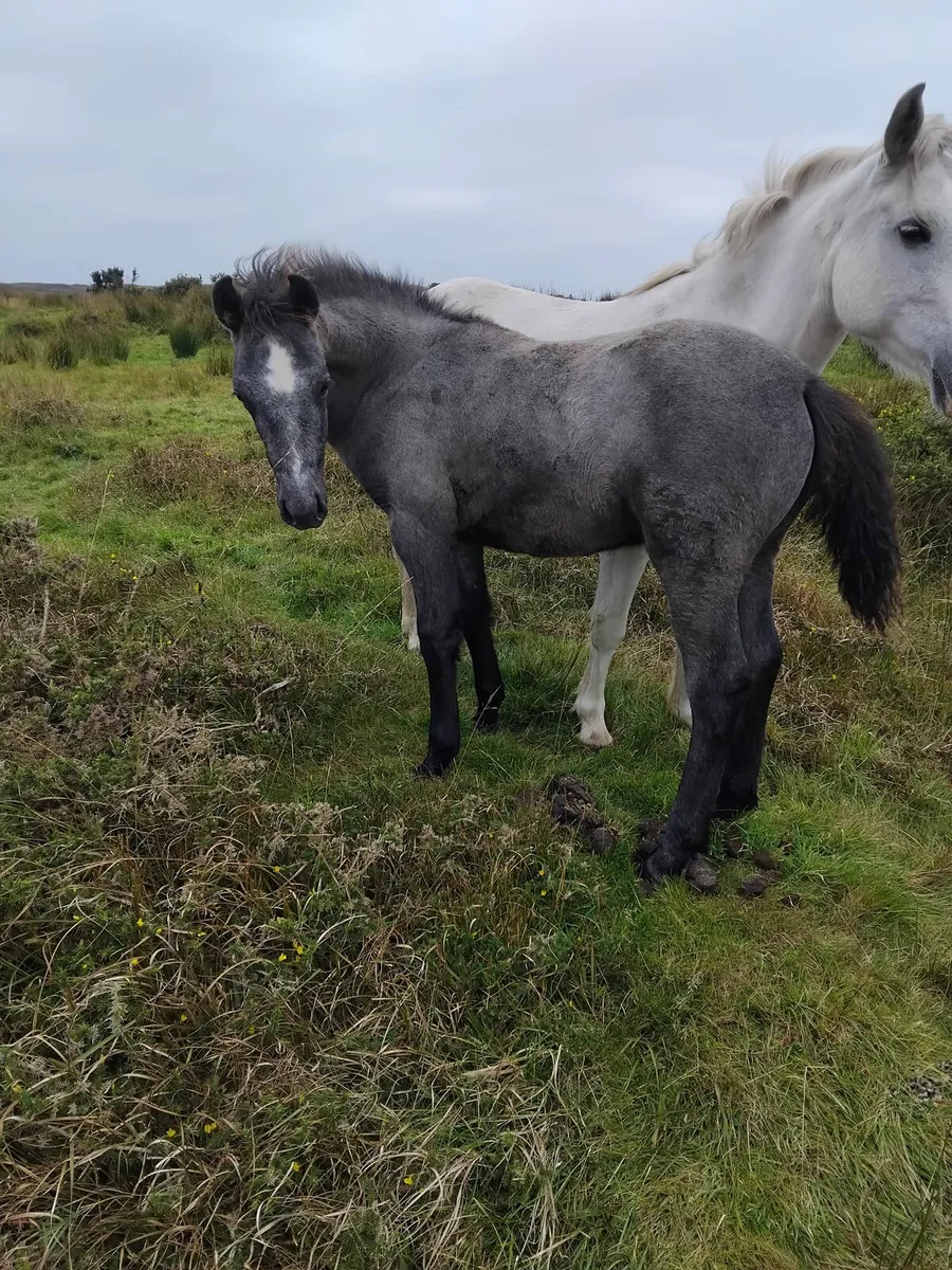 Connemara Colt Foal - Image 4