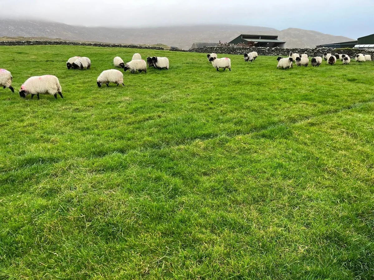 Sheep - Image 1