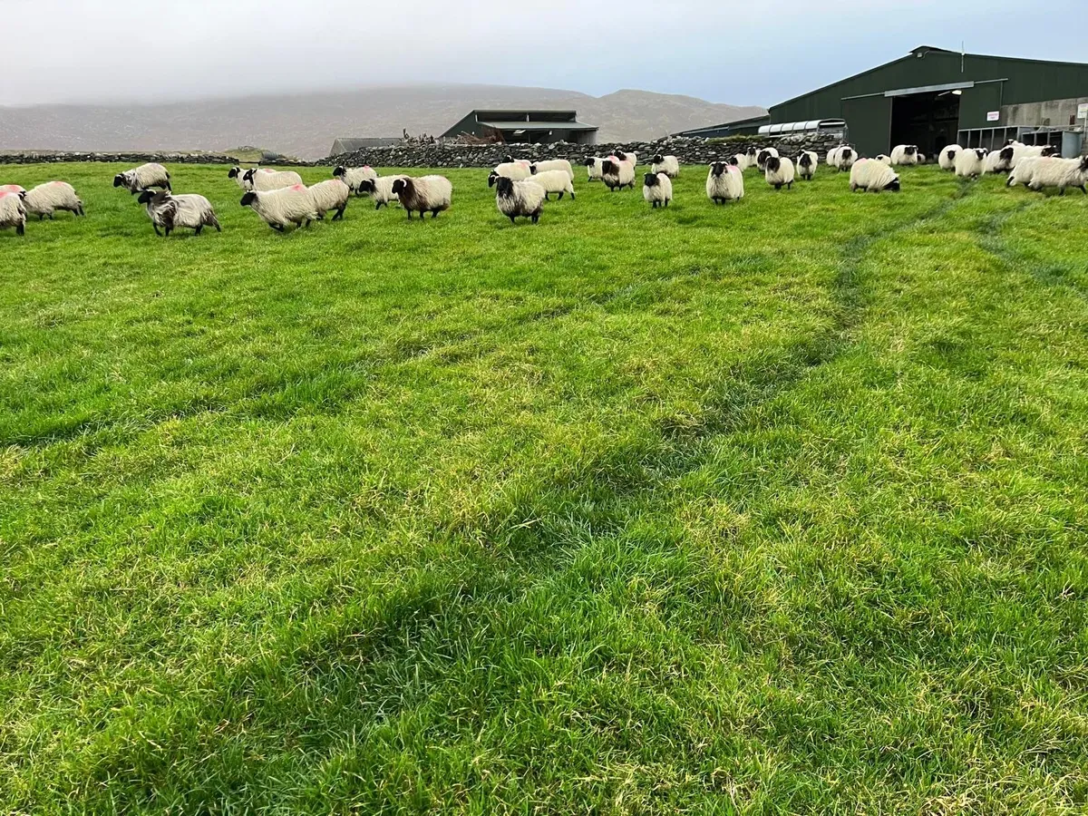 Sheep - Image 2