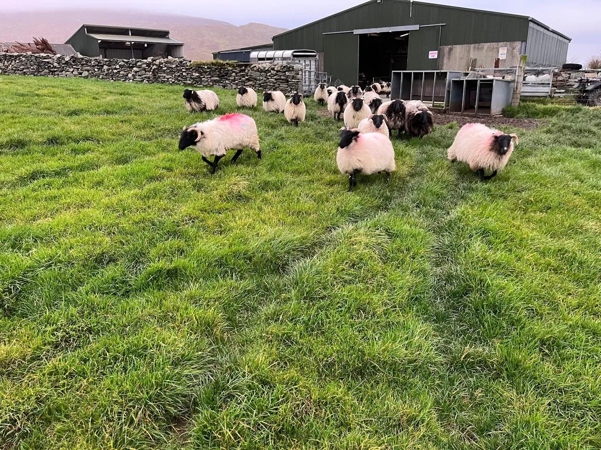 Sheep - Image 3